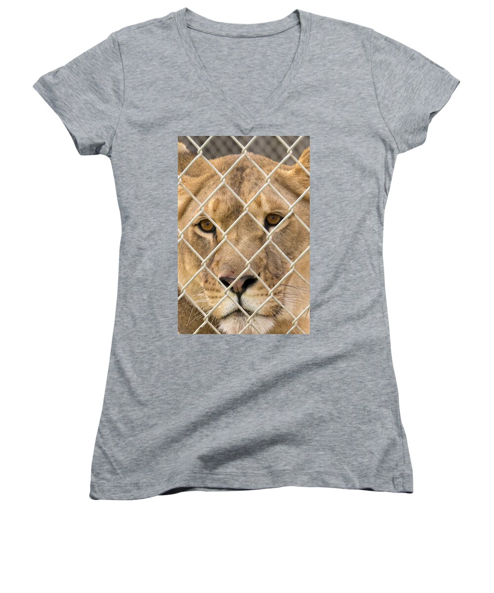 Animal Women's V-Neck featuring the photograph Staring Lioness by Travis Rogers