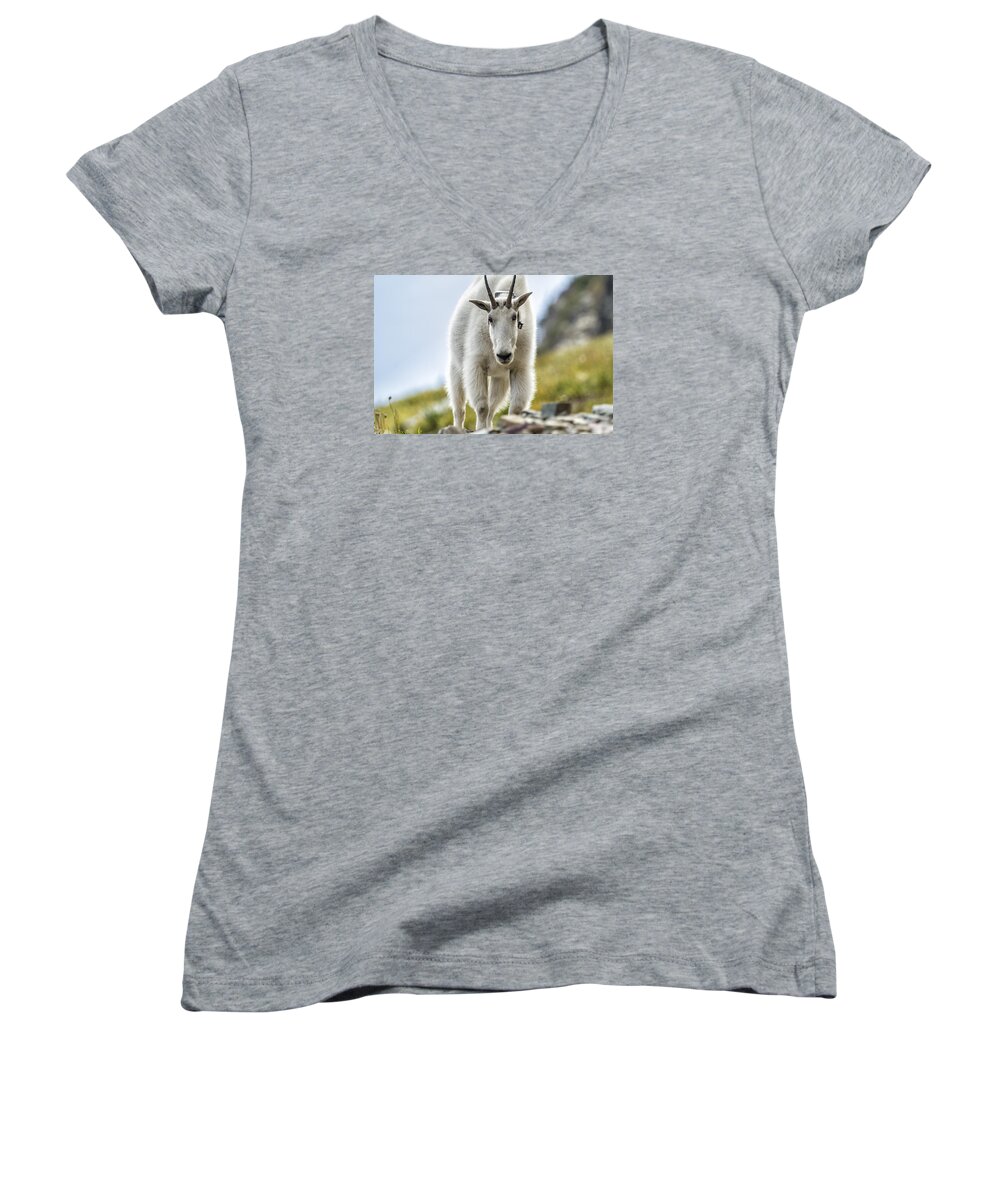 Mountain Goat Women's V-Neck featuring the photograph The Ups and Downs of Being a Mountain Goat, No. 3 by Belinda Greb