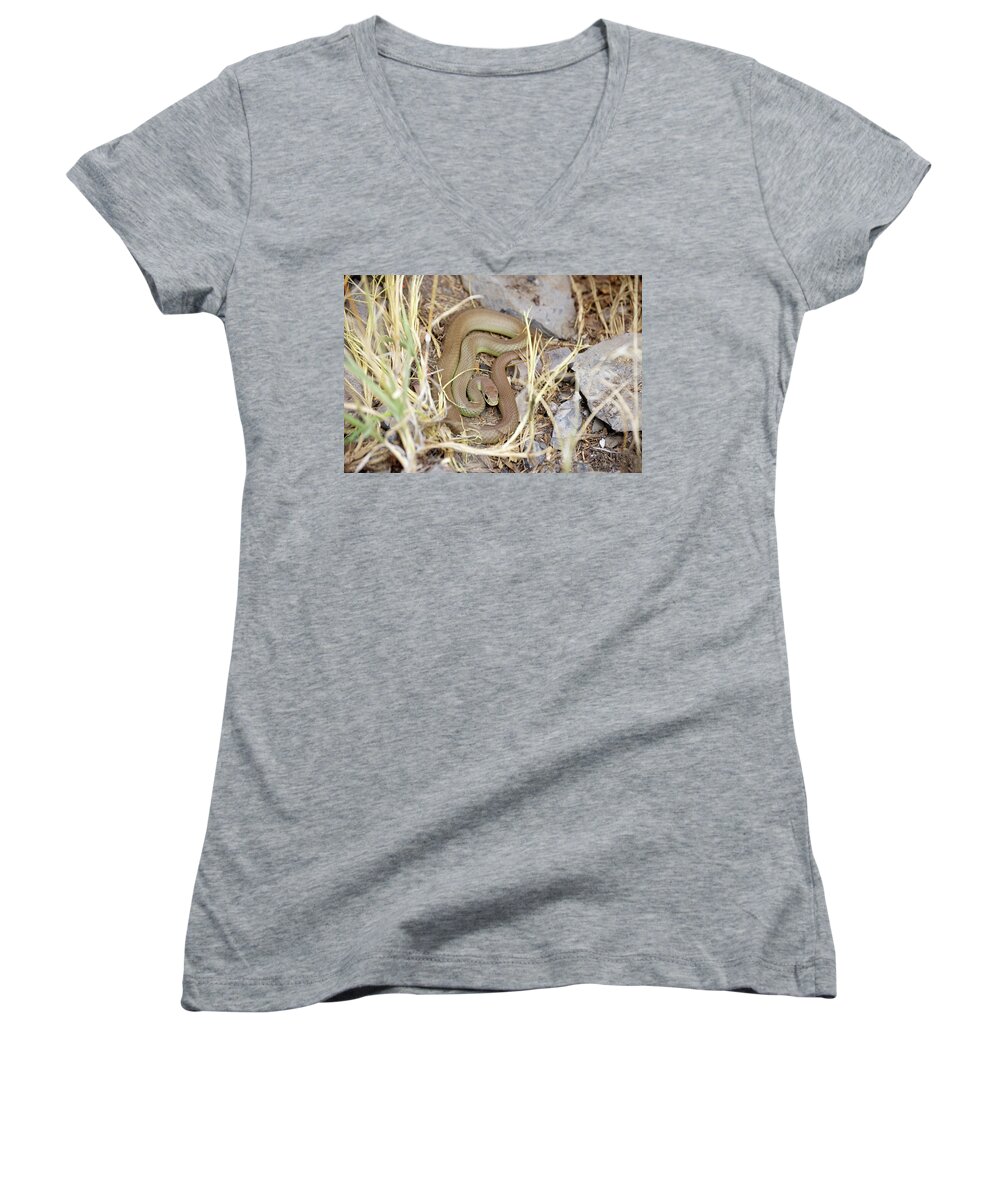 Western Yellow Bellied Racer Women's V-Neck featuring the photograph Western Yellow-bellied Racer, Coluber constrictor by Breck Bartholomew