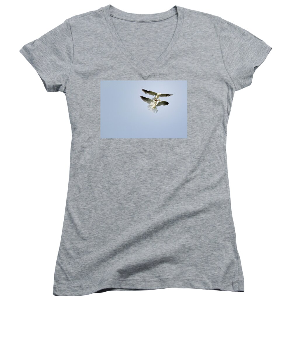 White-tailed Kites Women's V-Neck featuring the photograph White-Tailed Kites Food Exchange by Susan Gary