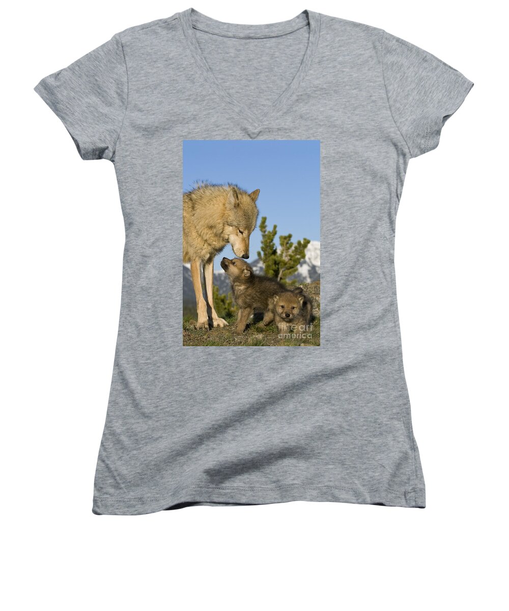 Gray Wolf Women's V-Neck featuring the photograph Wolf Babysitter by Jean-Louis Klein & Marie-Luce Hubert