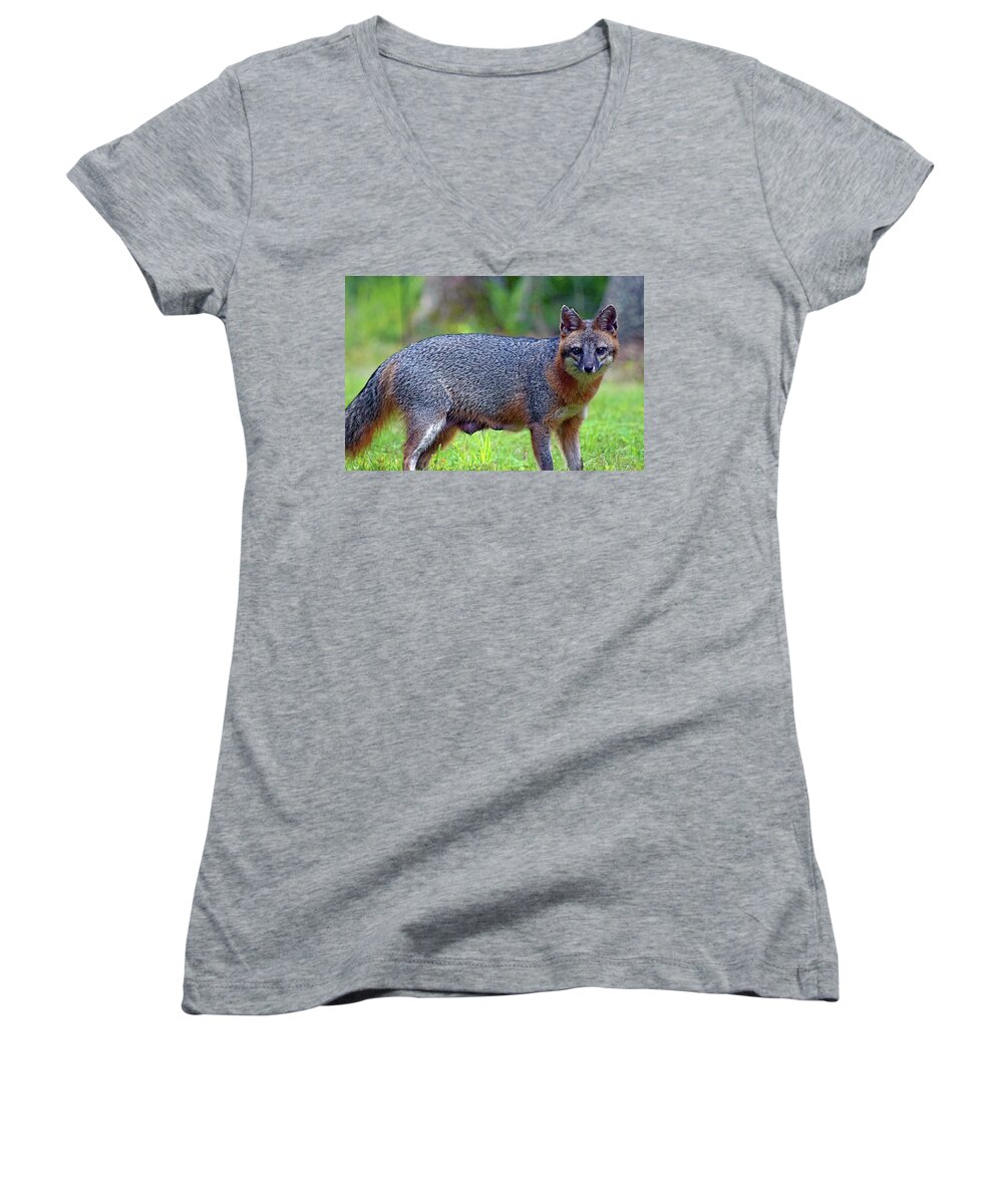 Photograph Women's V-Neck featuring the photograph Mama Fox #1 by Larah McElroy