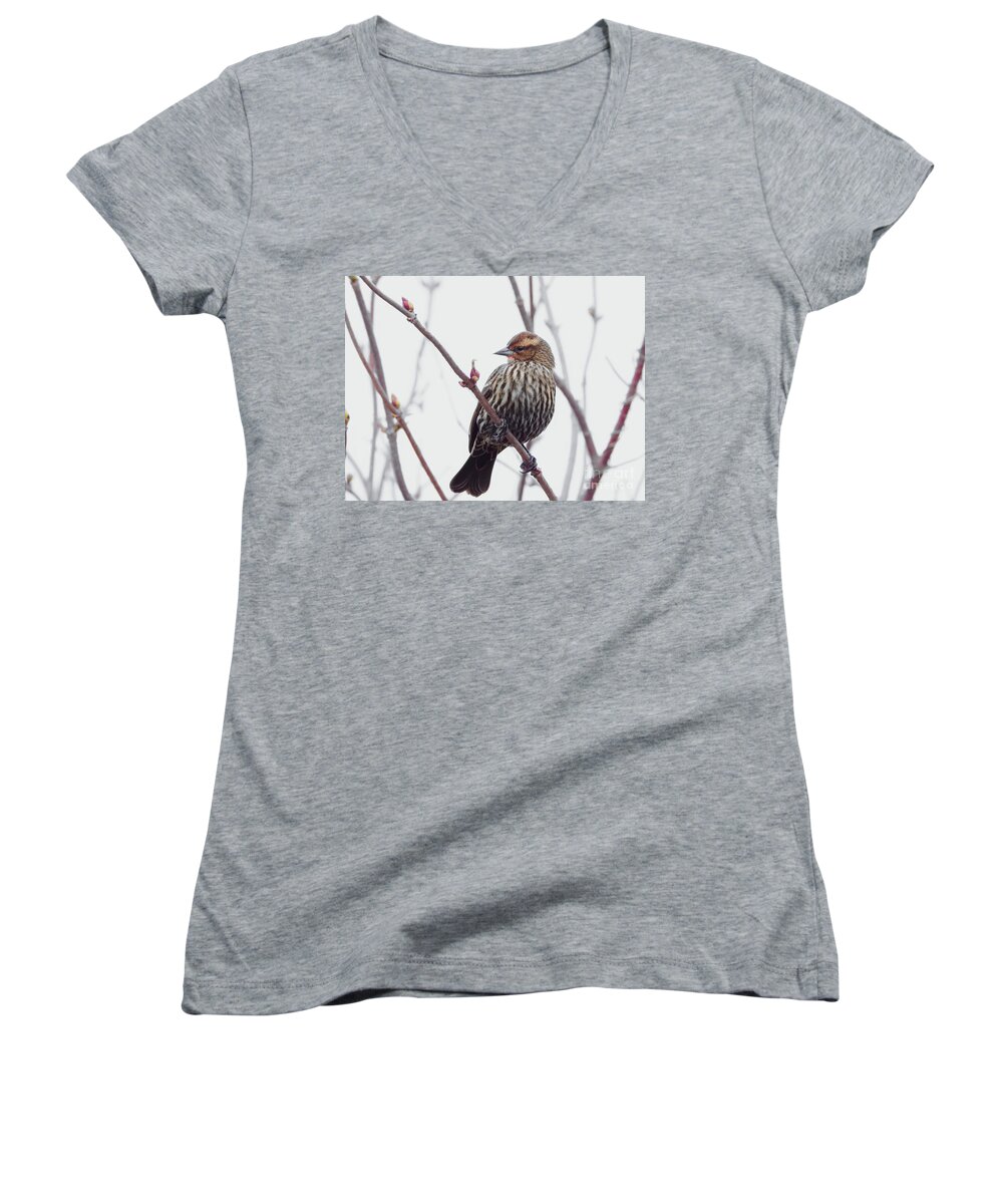 Song Sparrow Women's V-Neck featuring the photograph Natures Beauty #1 by Scott Cameron