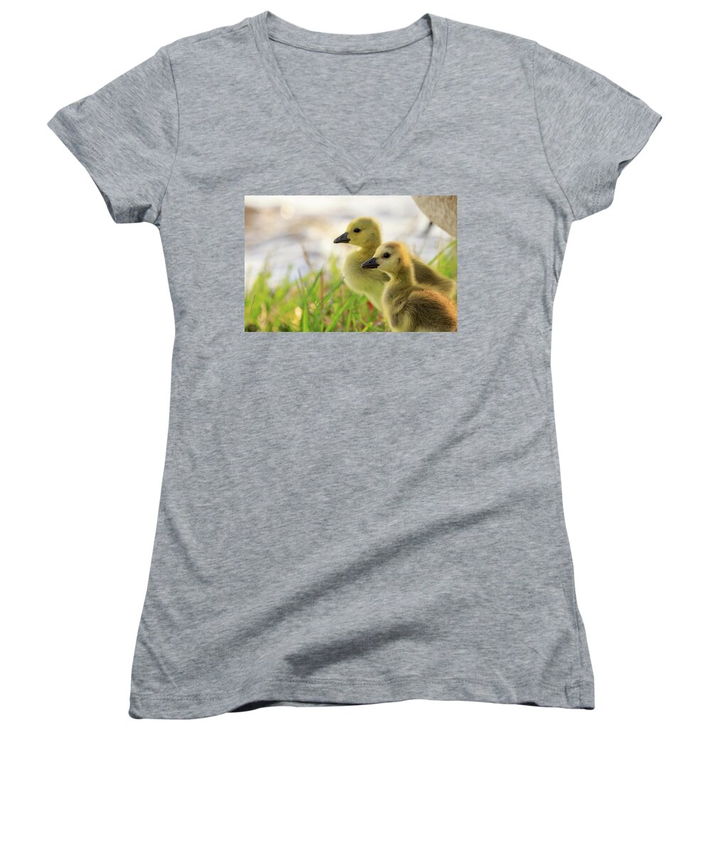 Goslings Women's V-Neck featuring the photograph Boston Goslings by Rob Davies