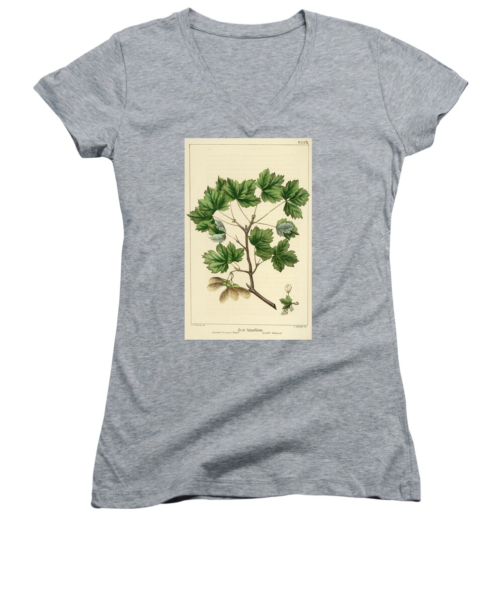 Currant Leaved Maple Women's V-Neck featuring the drawing Currant Leaved Maple by Unknown