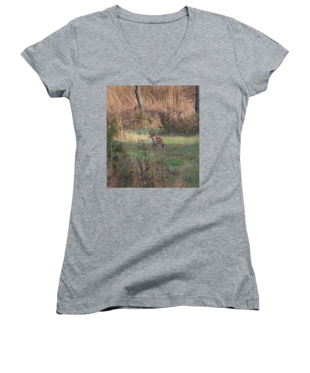 Animal Women's V-Neck featuring the photograph Fox on prowl by Paul Ross