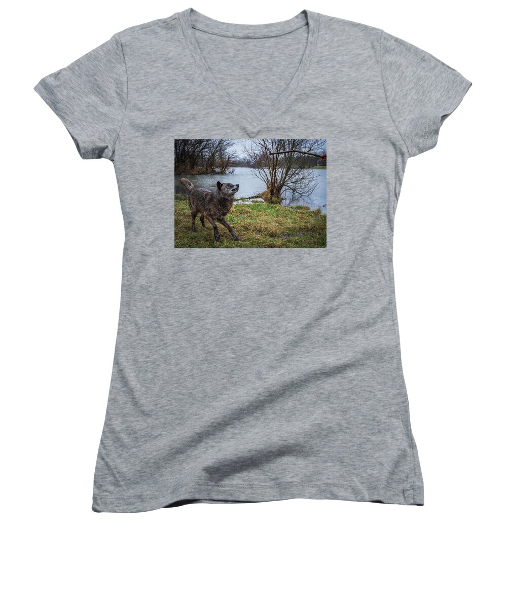 Black Wolf Wolves Women's V-Neck featuring the photograph Get the Stick by Laura Hedien