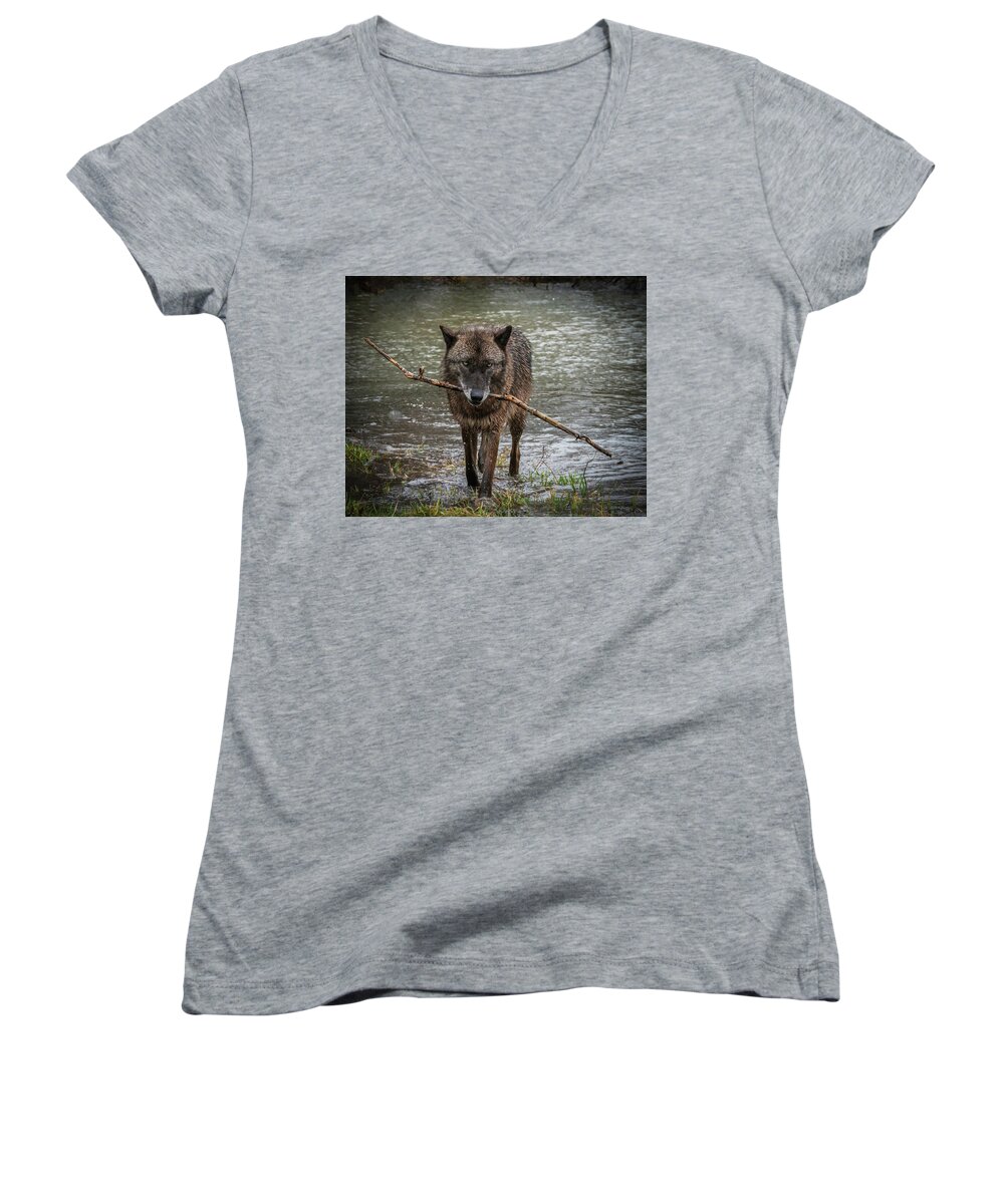 Black Wolf Wolves Women's V-Neck featuring the photograph Got the Stick by Laura Hedien