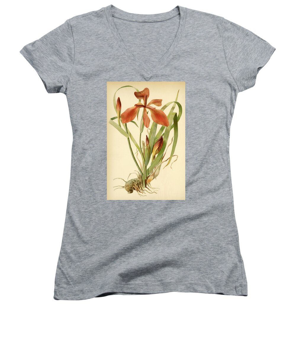 Iris Women's V-Neck featuring the mixed media Iris Cuprea Copper Iris. by Unknown