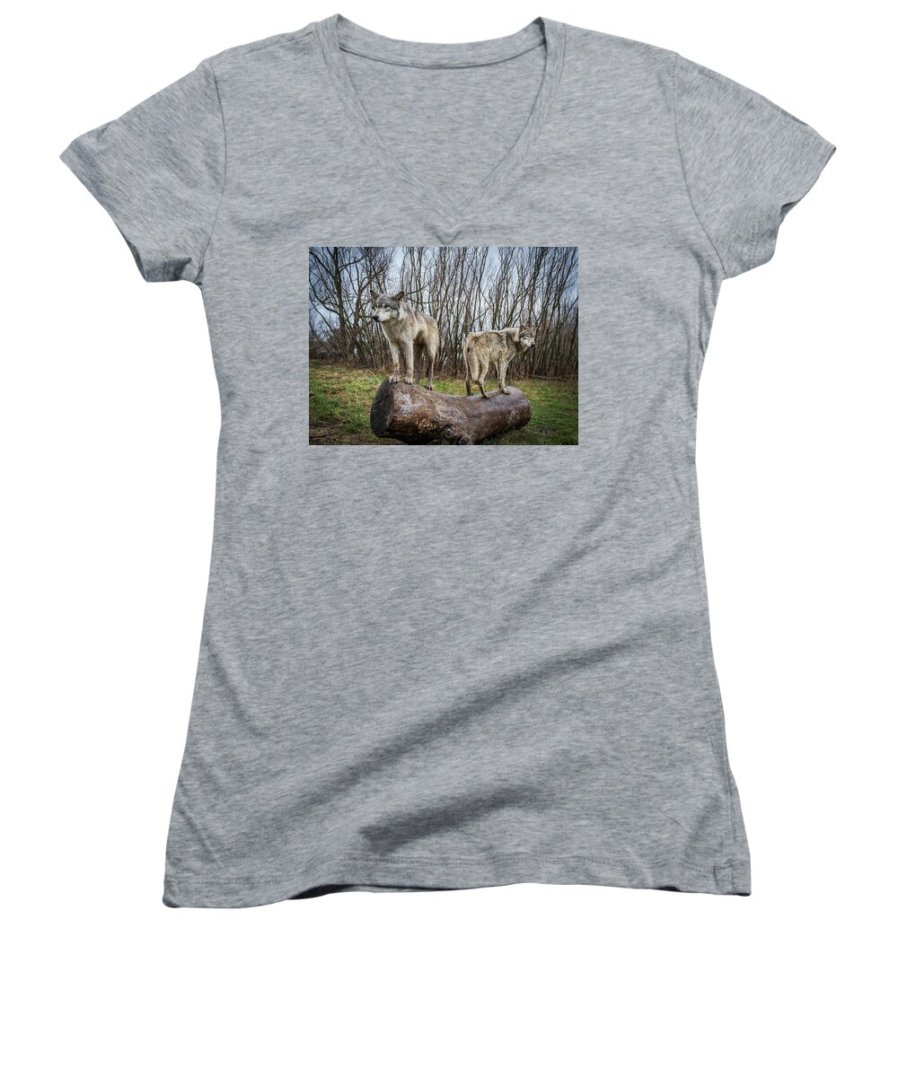 Wolves Wolf Women's V-Neck featuring the photograph Opposite Ends by Laura Hedien