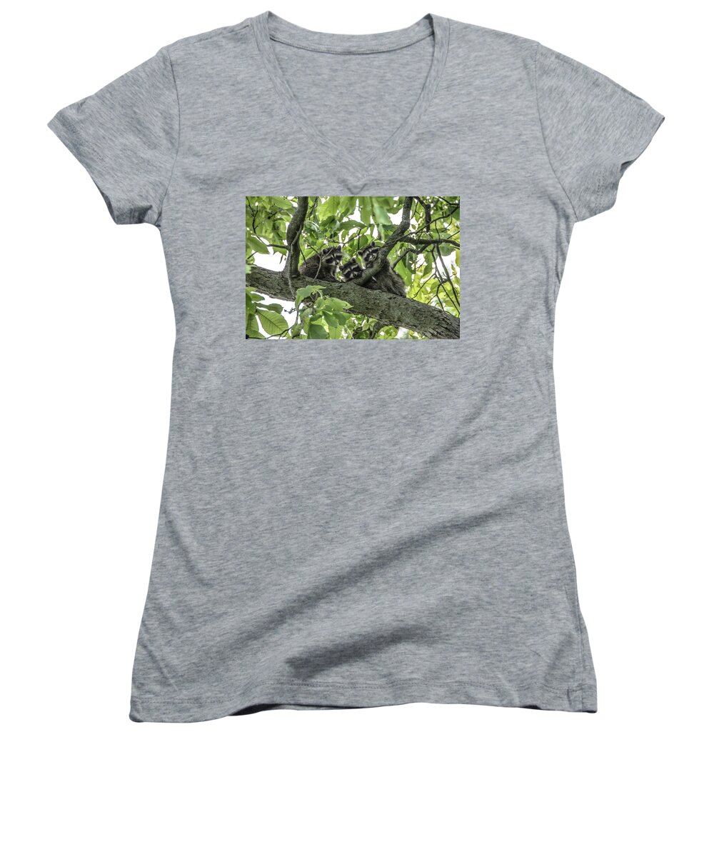 Raccoons Women's V-Neck featuring the photograph Peekaboo Triplets by Diane Lindon Coy