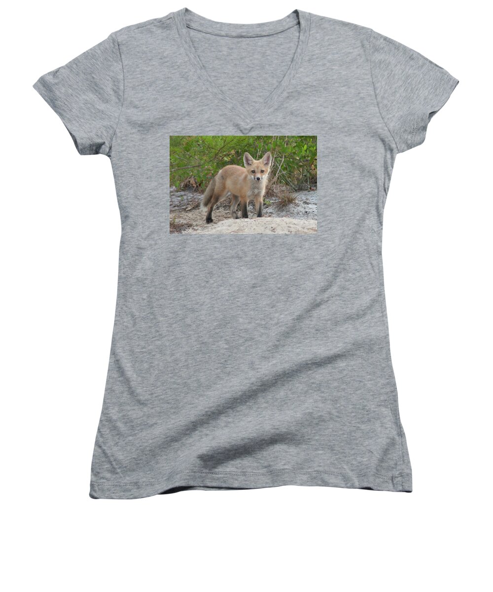 Fox Women's V-Neck featuring the photograph Red Fox Kit #2 by Paul Rebmann