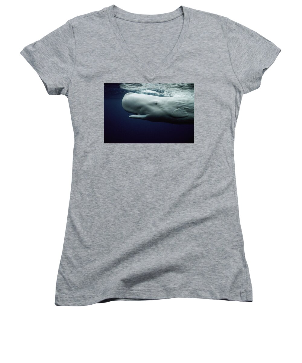 Mp Women's V-Neck featuring the photograph White Sperm Whale by Hiroya Minakuchi