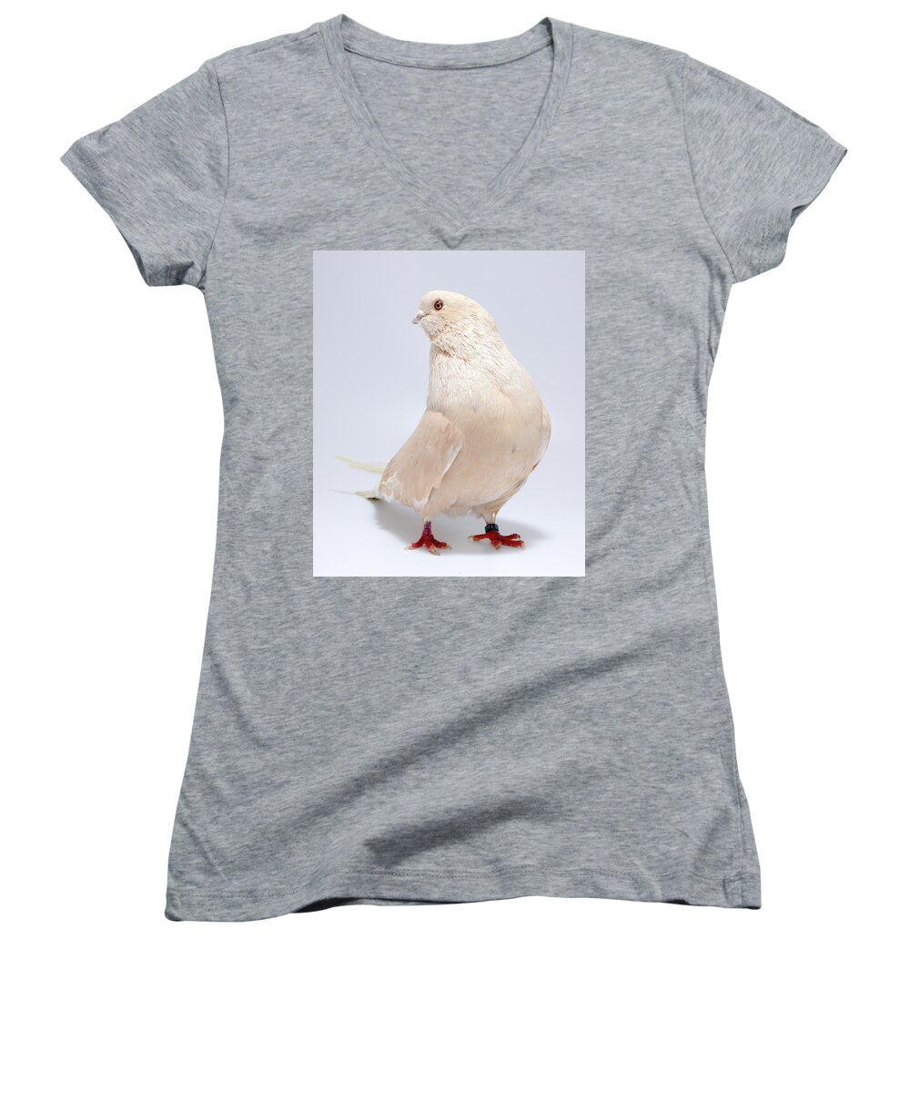 Pigeon Women's V-Neck featuring the photograph Egyptian Swift Mishmishy by Nathan Abbott