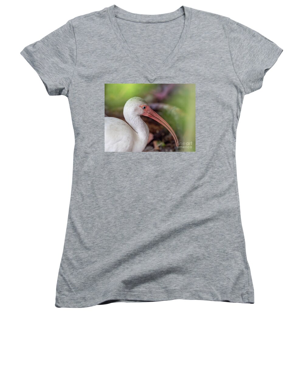 White Ibis Women's V-Neck featuring the drawing White Ibis by Scott and Dixie Wiley
