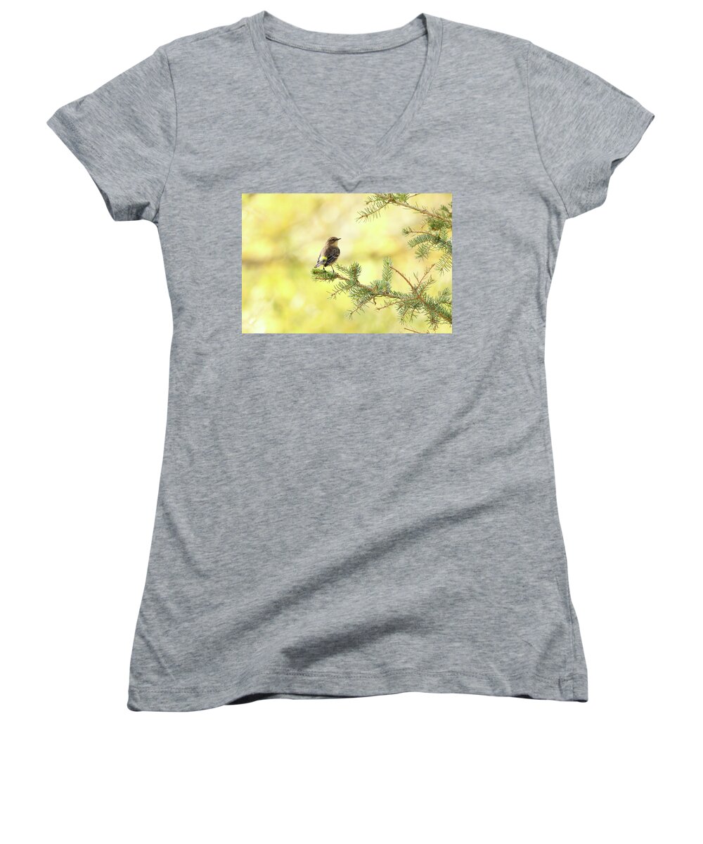 Yellow-rumped Warbler Women's V-Neck featuring the photograph Yellow-rumped Warbler by Ryan Crouse