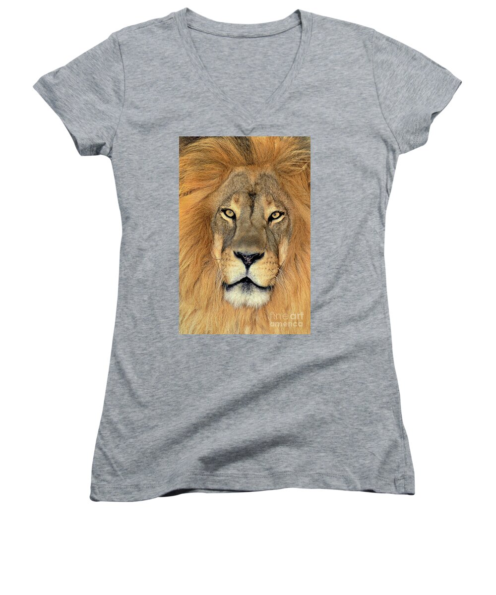 African Lion Women's V-Neck featuring the photograph African Lion Portrait Wildlife Rescue by Dave Welling