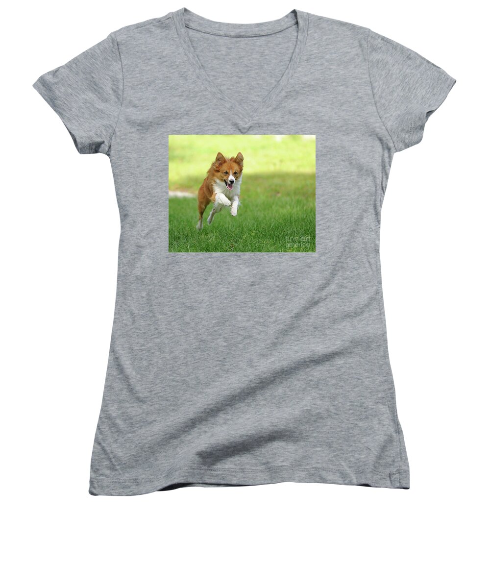 Mini Australian Shepard Women's V-Neck featuring the photograph Dinner Time by Keith Lovejoy
