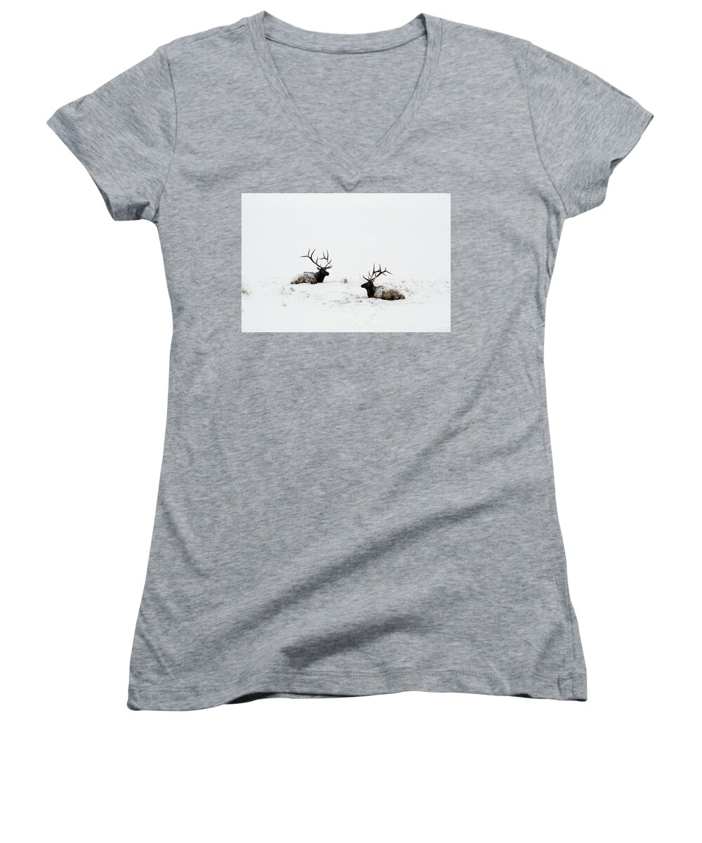 Elk Women's V-Neck featuring the photograph Elk laying in a snow covered meadow - 9069 by Jerry Owens
