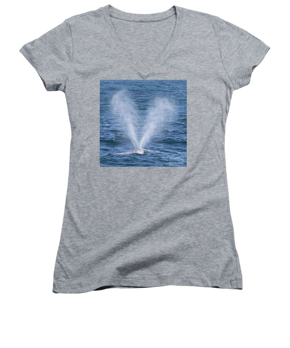 Danawharf Women's V-Neck featuring the photograph Gray Whale Heart-Shaped Spout by Loriannah Hespe