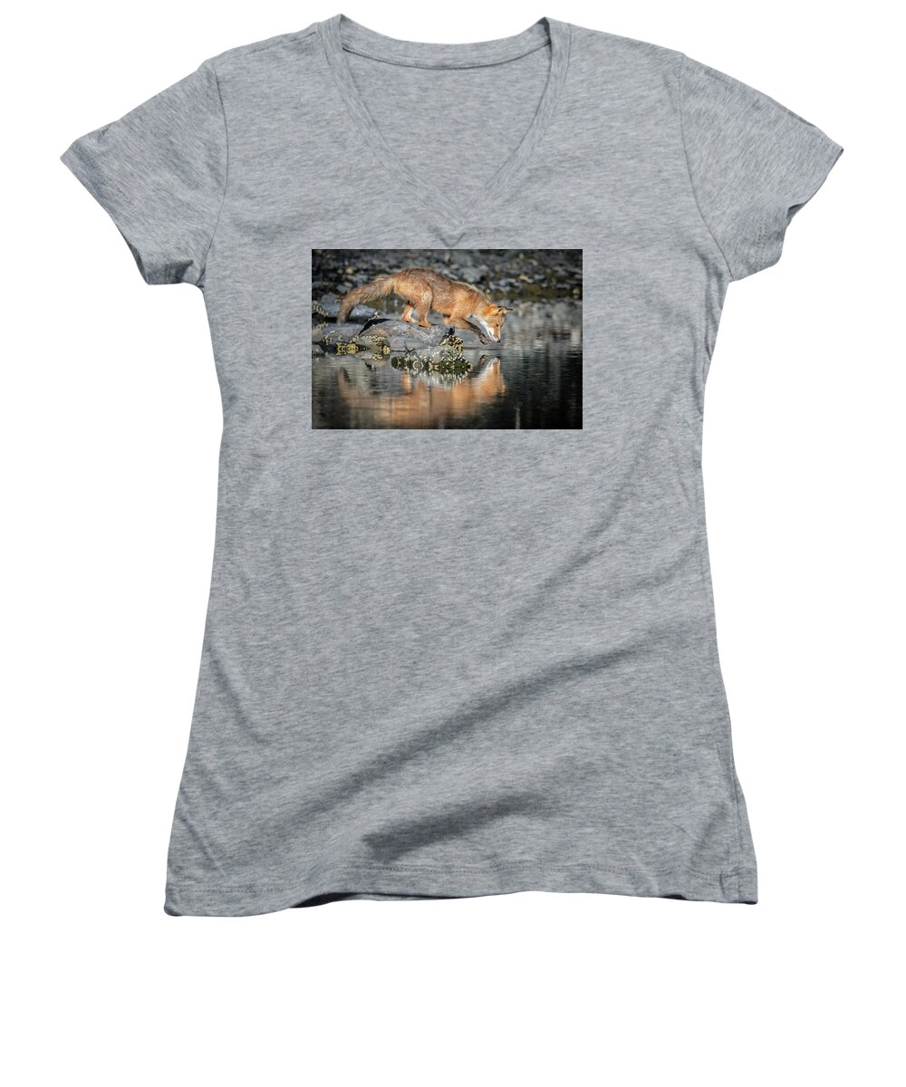 (vulpes Vulpes) Women's V-Neck featuring the photograph Red Fox Reflection by James Capo