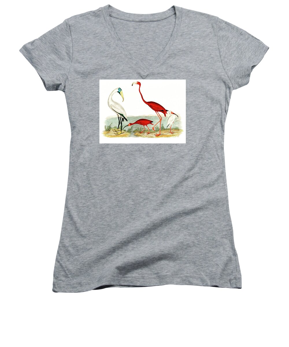 Alexander Wilson Women's V-Neck featuring the drawing Wood ibis and scarlet flamingo by Alexander Wilson