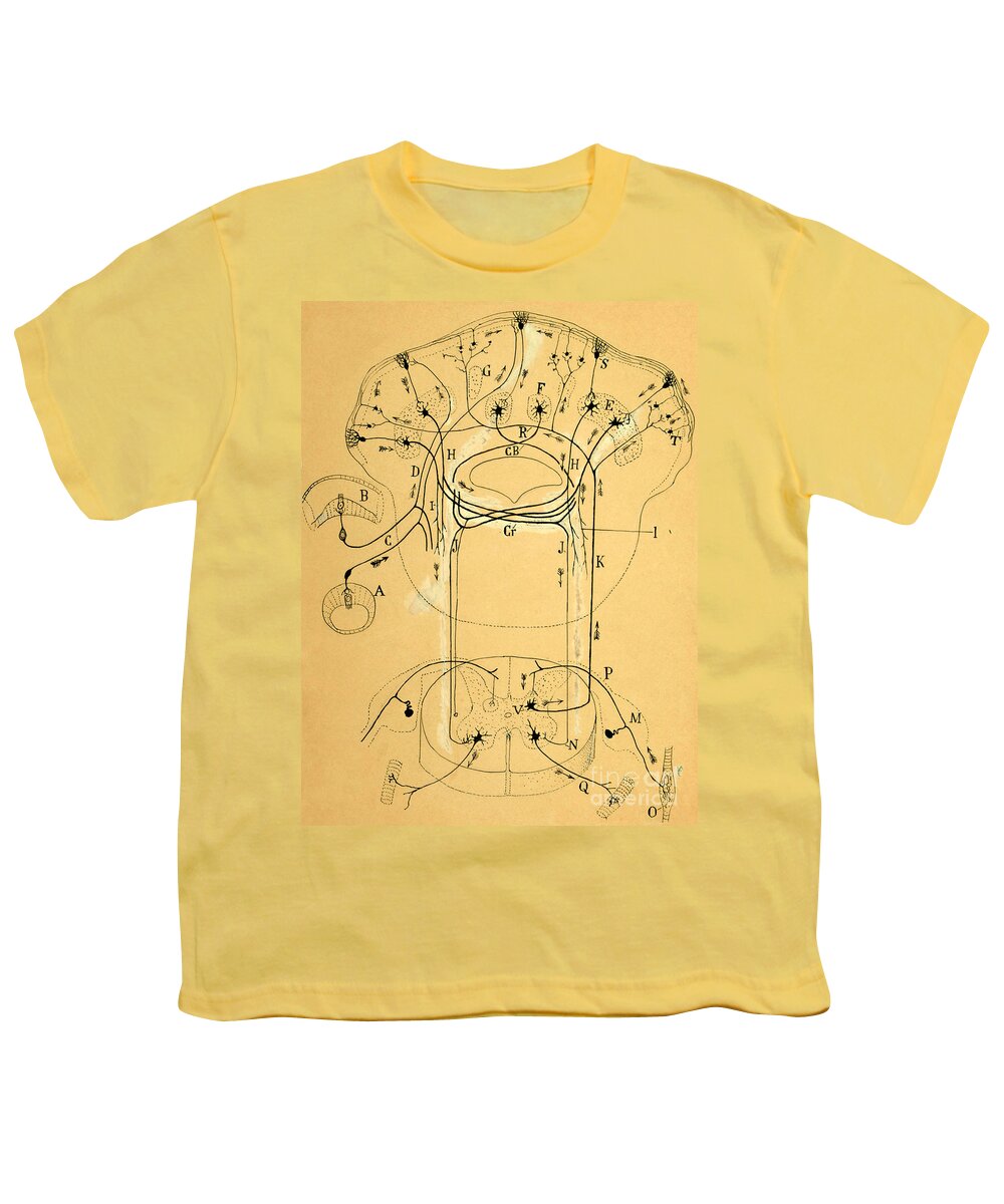 Vestibular Connections Youth T-Shirt featuring the drawing Brain Vestibular Sensor Connections by Cajal 1899 by Science Source
