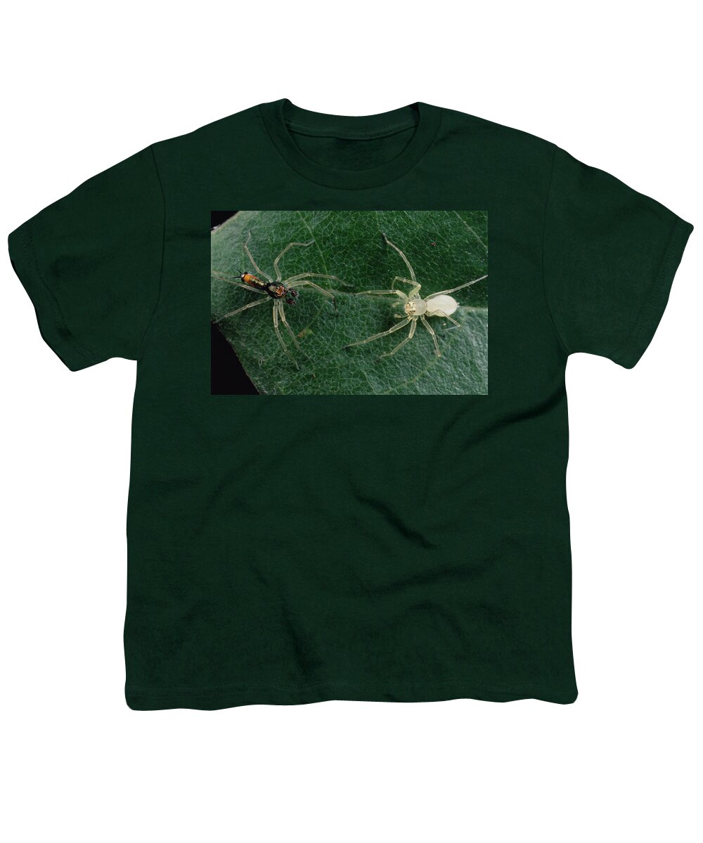 Feb0514 Youth T-Shirt featuring the photograph Jumping Spider Colorful Male And Pale by Mark Moffett