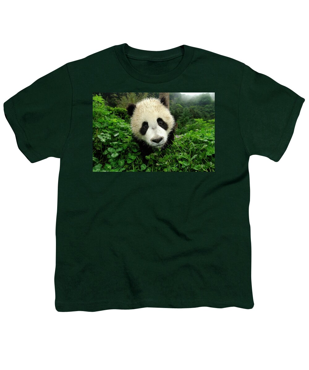 Mp Youth T-Shirt featuring the photograph Giant Panda Ailuropoda Melanoleuca #4 by Katherine Feng