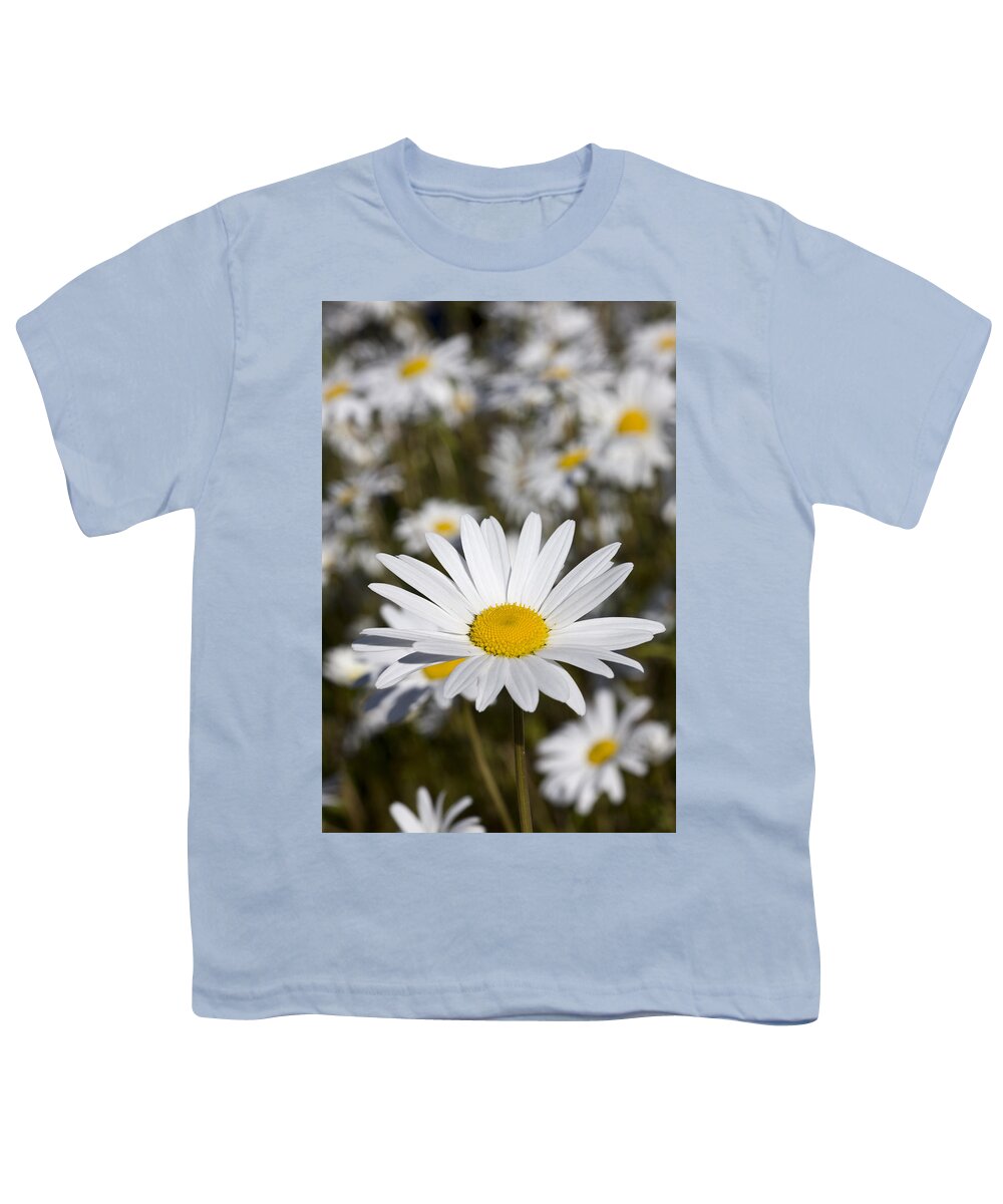 Day Youth T-Shirt featuring the photograph Close Up Of Daisies In The Sun, Alaska by Hal Gage