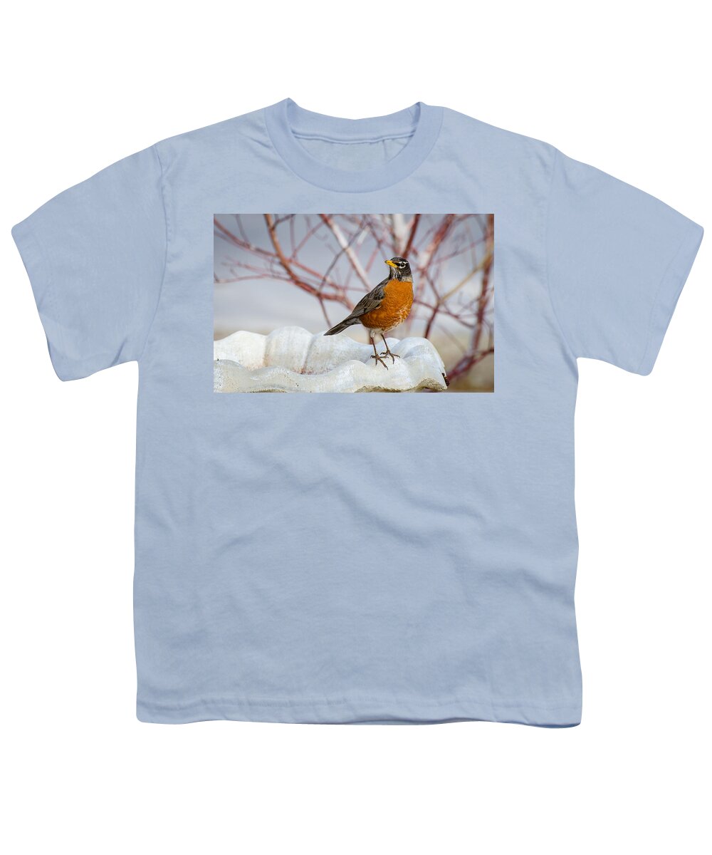 Robin Youth T-Shirt featuring the photograph Curious Robin by David Downs