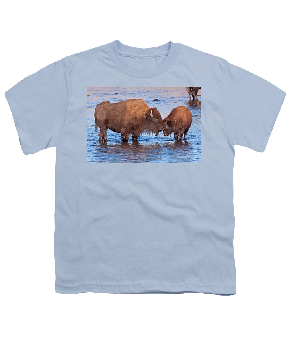 Autumn Youth T-Shirt featuring the photograph Mother and Calf Bison in the Lamar River in Yellowstone National Park by Fred Stearns