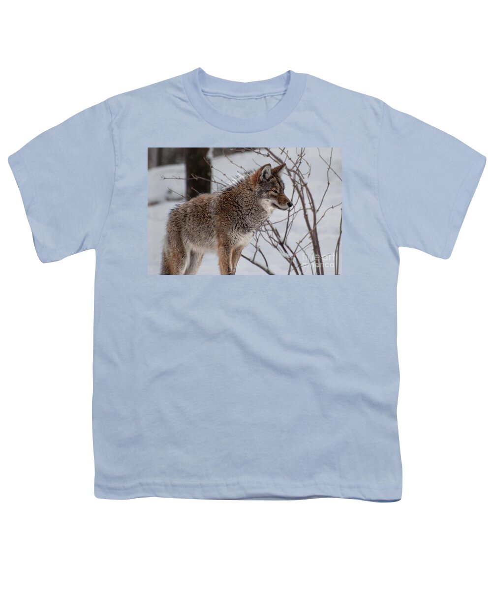 Coyote Youth T-Shirt featuring the photograph Winter Coyote by Bianca Nadeau