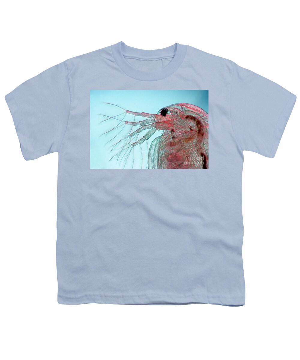 Water Flea Youth T-Shirt featuring the photograph Water Flea Daphnia Magna #3 by Ted Kinsman