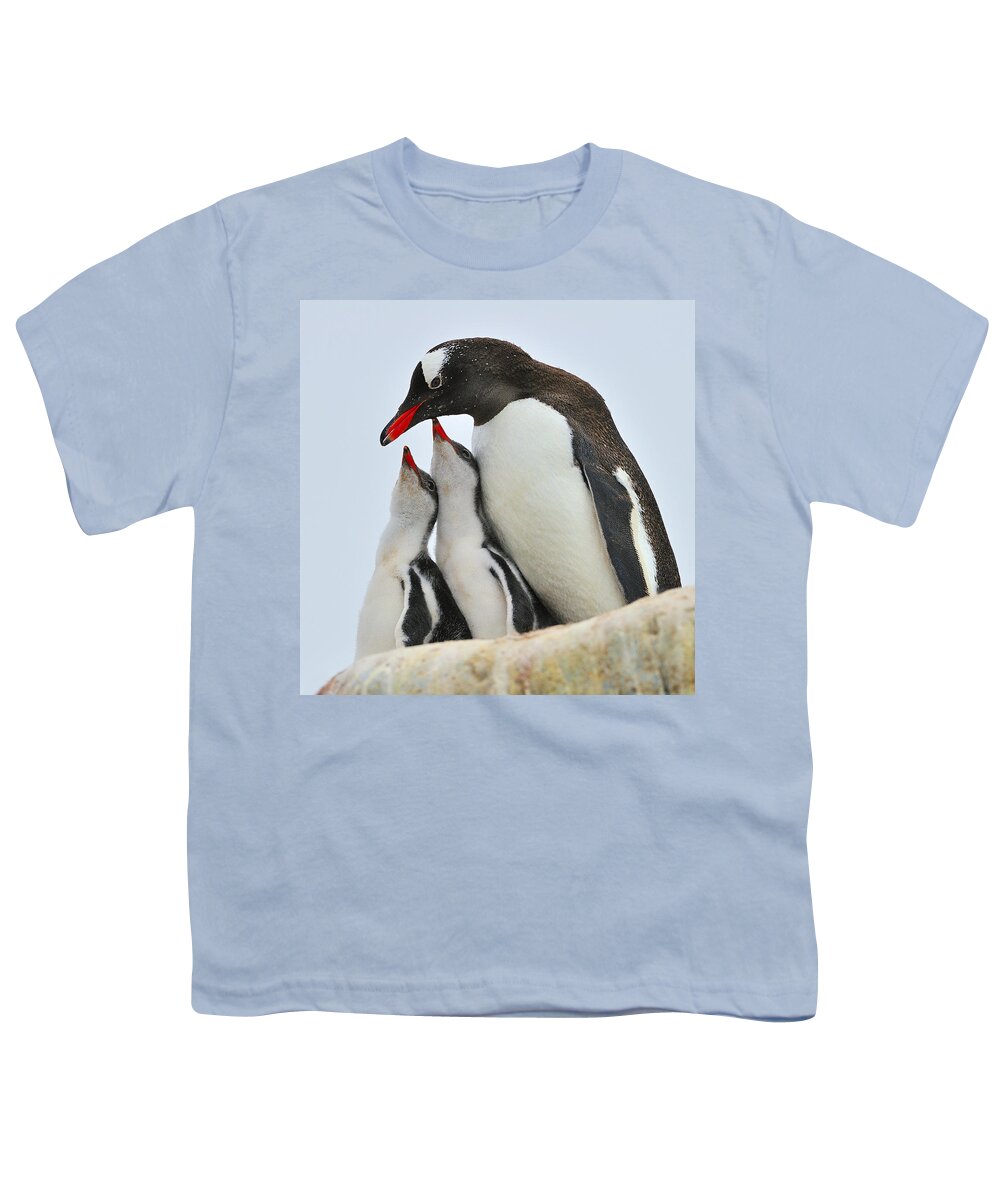 Gentoo Penguin Youth T-Shirt featuring the photograph Gentoo Feeding Time by Tony Beck