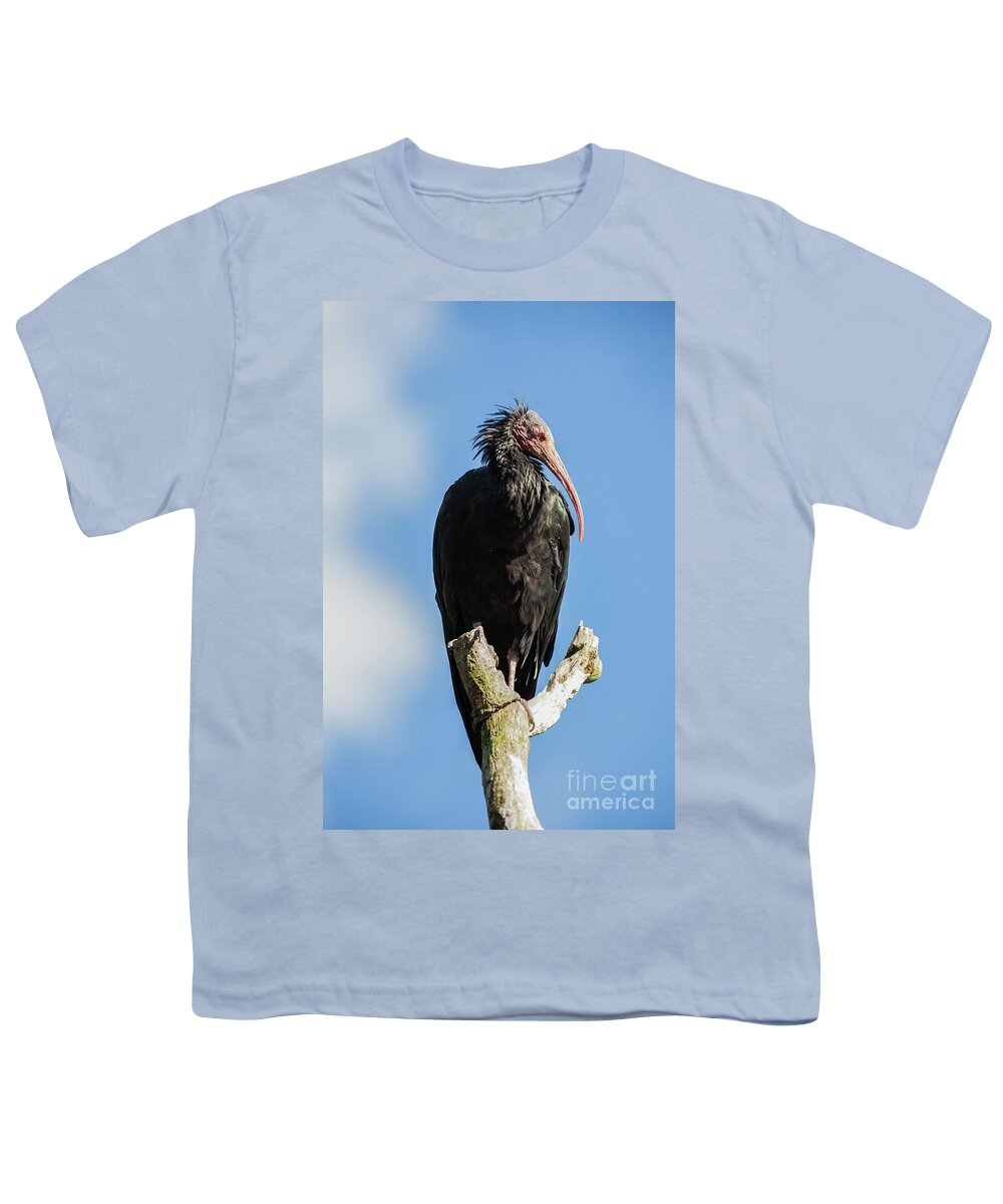 Ibis Youth T-Shirt featuring the photograph Northern bald Ibis bird Geronticus eremita perched high in a tree by Simon Bratt