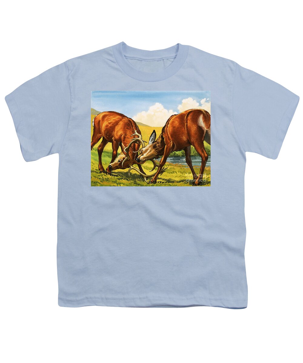 Rutting Youth T-Shirt featuring the painting Red deer rutting by English School