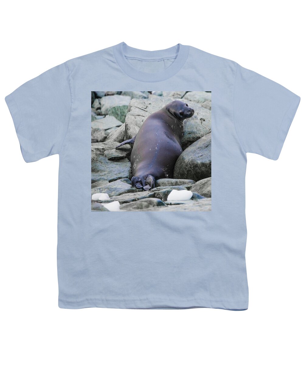 03feb20 Youth T-Shirt featuring the photograph Don't Look Back - Leopard Seal by Jeff at JSJ Photography