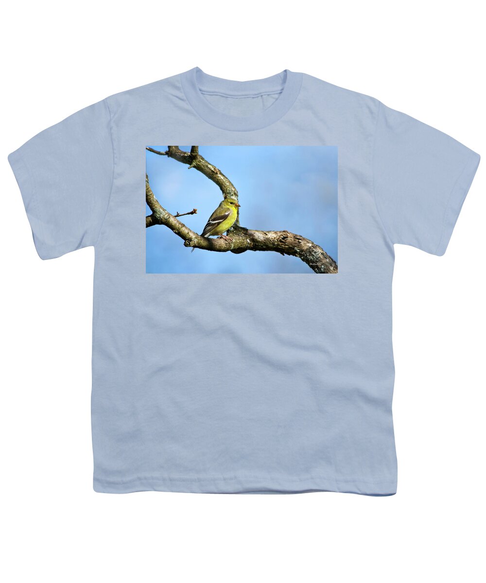 Bird Youth T-Shirt featuring the photograph Wild Birds - American Goldfinch by Christina Rollo