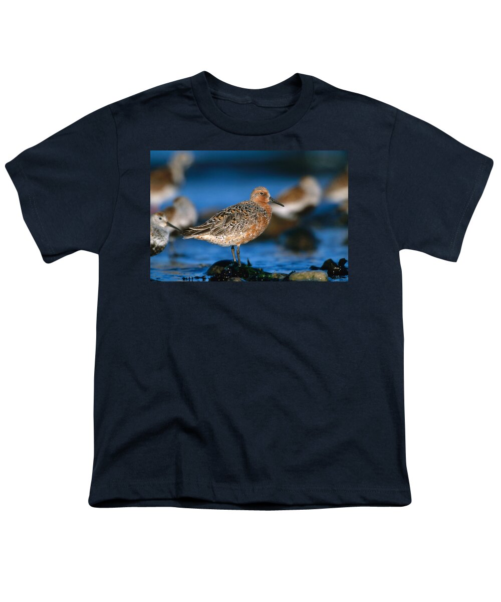 Red Knot Youth T-Shirt featuring the photograph Red Knot #1 by Paul J. Fusco