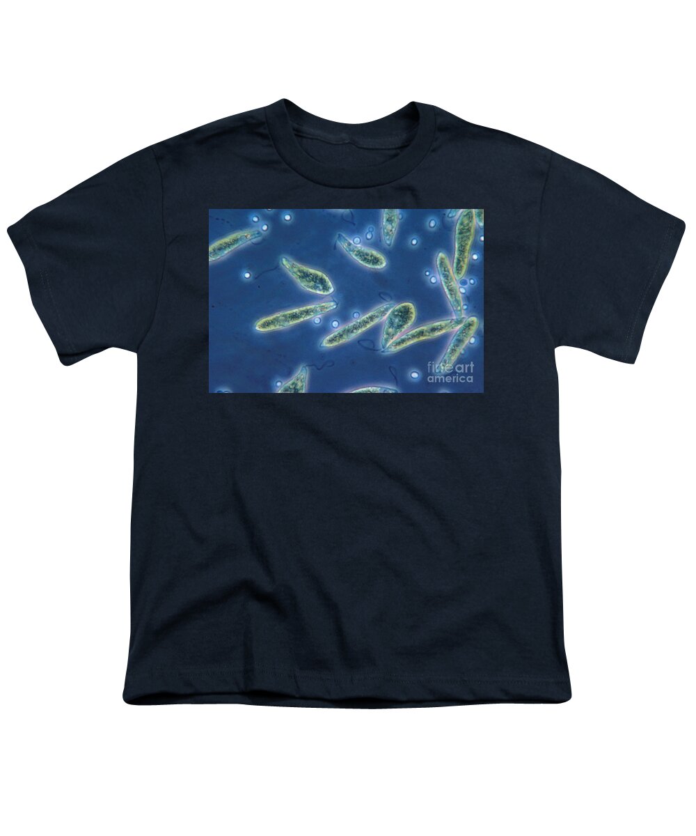 Science Youth T-Shirt featuring the photograph Euglena Gracilis, Lm #2 by Eric V. Grave