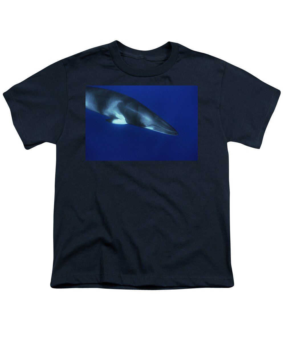 00129700 Youth T-Shirt featuring the photograph Dwarf Minke Whale Western Australia by Flip Nicklin