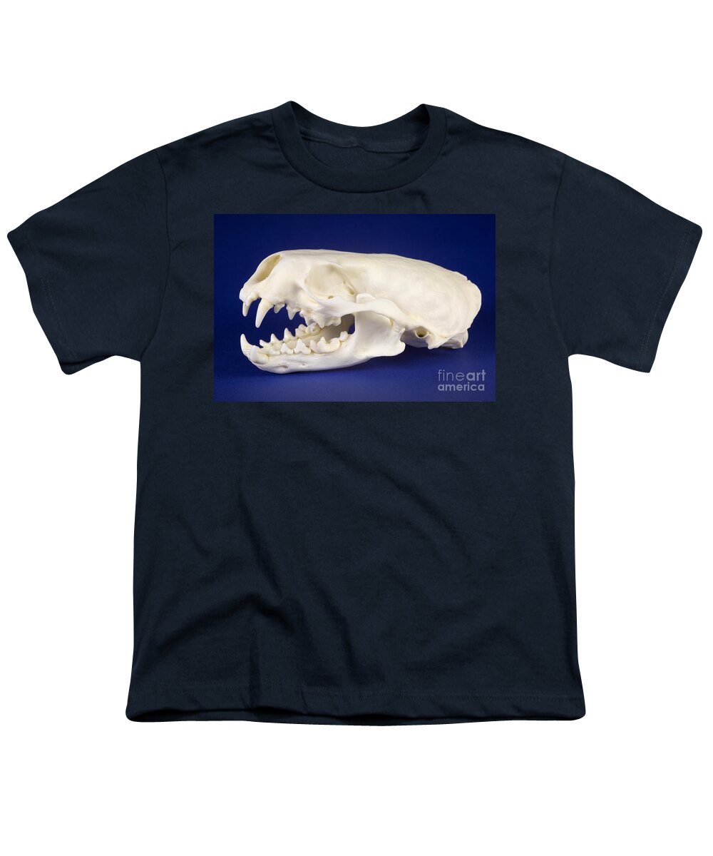 Nature Youth T-Shirt featuring the photograph Skull Of A River Otter by Ted Kinsman