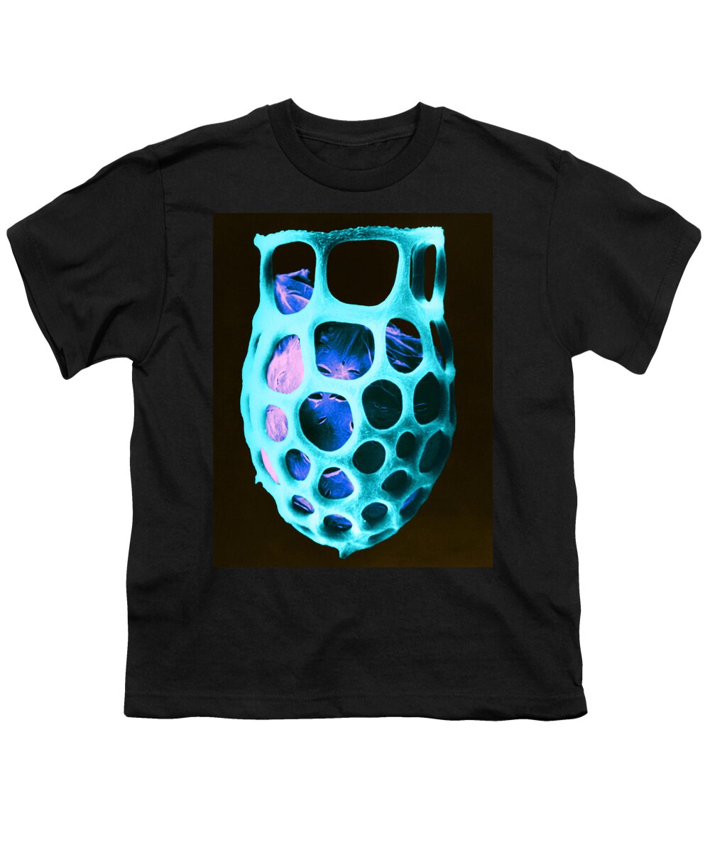 Science Youth T-Shirt featuring the photograph Lorica Shell Of Unidentified Ciliate Sem #1 by Greg Antipa
