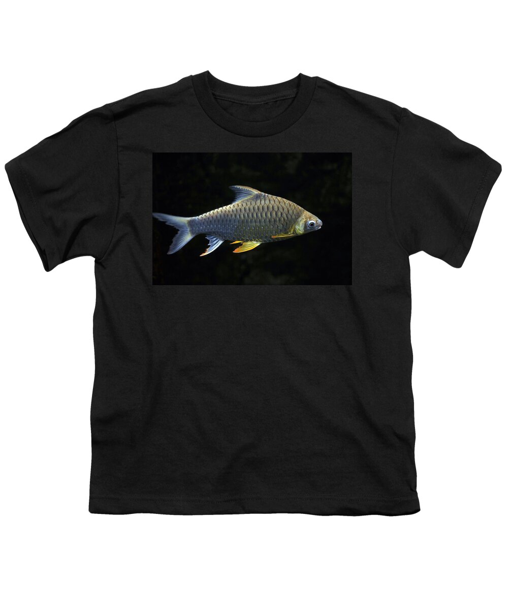Digital Youth T-Shirt featuring the photograph Fish #1 by Dragan Kudjerski