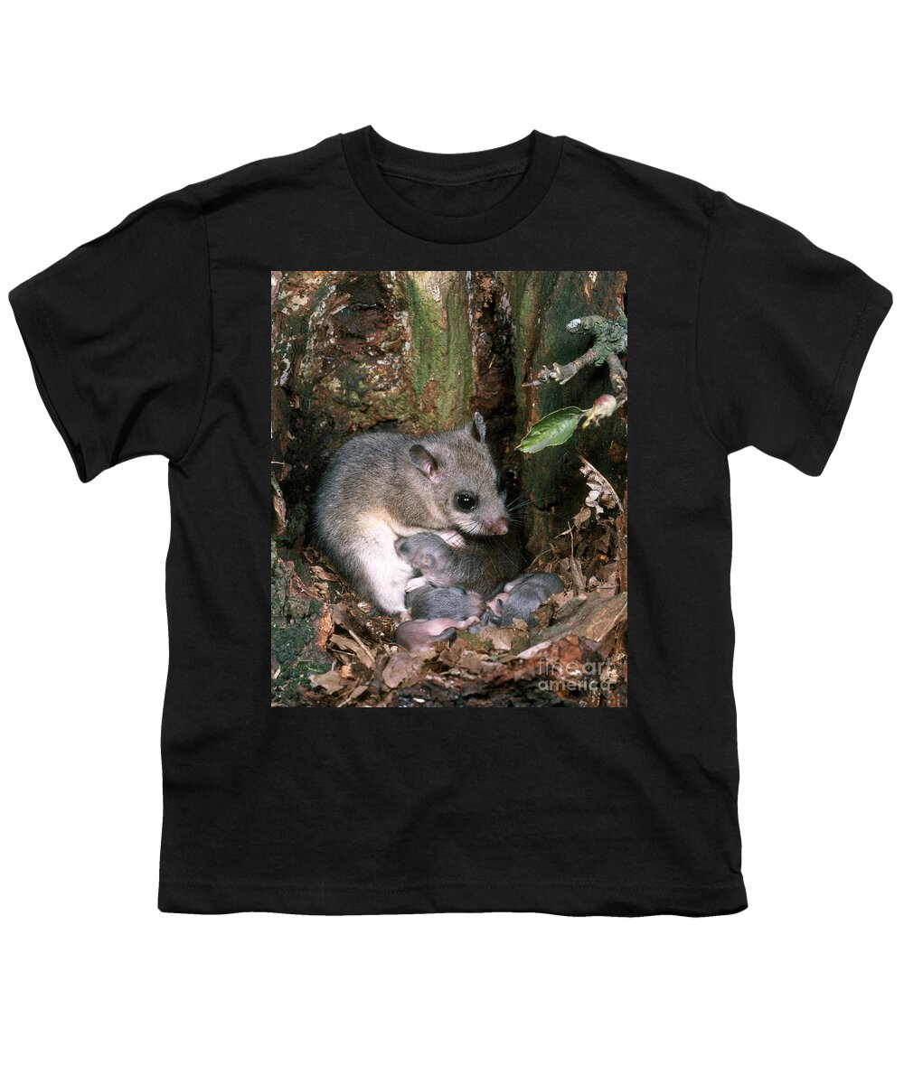 Fauna Youth T-Shirt featuring the photograph Edible Dormouse #4 by Hans Reinhard