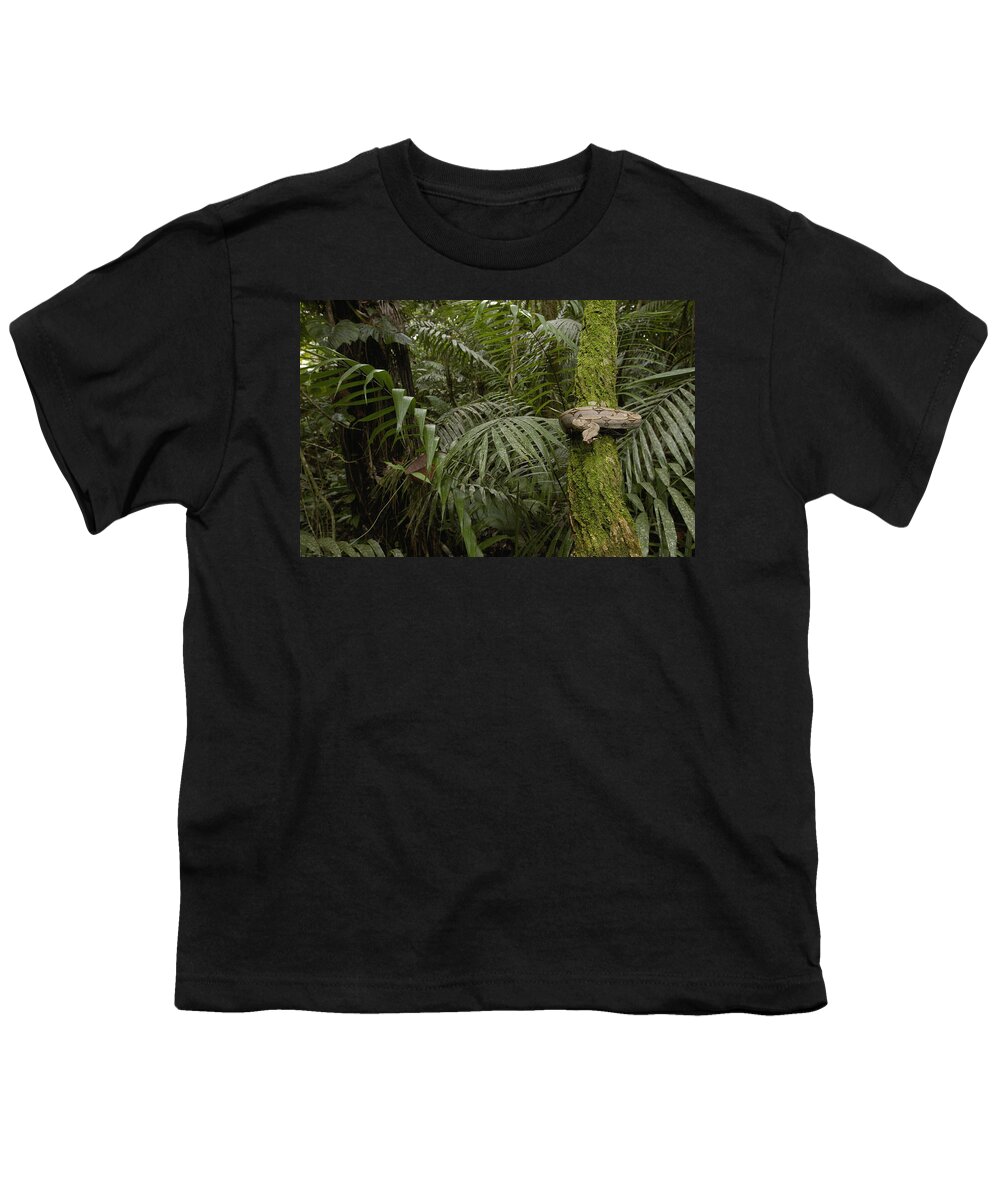 Feb0514 Youth T-Shirt featuring the photograph Boa Constrictor In The Rainforest by Pete Oxford
