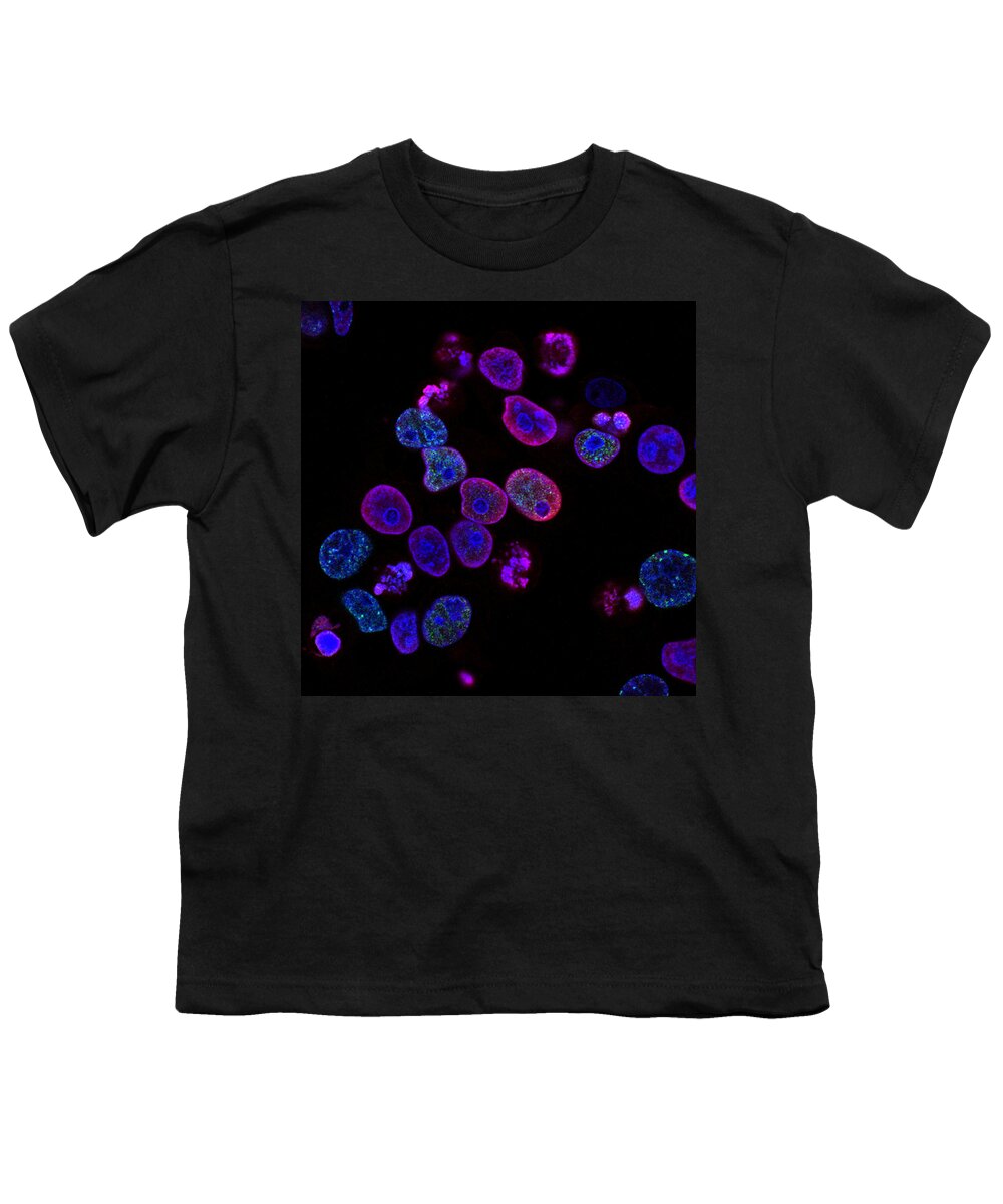 Science Youth T-Shirt featuring the photograph Colorectal Cancer Cells Damaged By Atr by Science Source