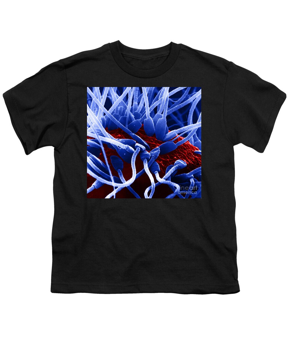 Medical Youth T-Shirt featuring the photograph Fertilization In Rat Sem by David M. Phillips