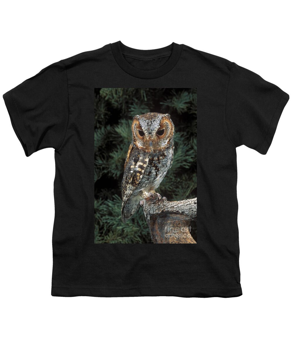 Animal Youth T-Shirt featuring the photograph Flammulated Owl by Anthony Mercieca